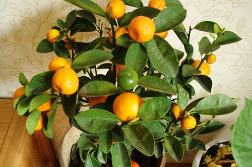 给小桔子树剪枝的方法-八福集