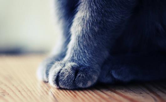 扒一扒猫爪的小秘密 杀机藏在肉垫里-八福集