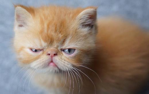 猫咪总会在家门口等主人 你是它的唯一喵生伴侣-八福集
