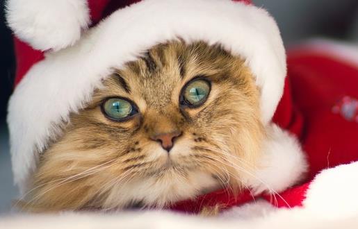 猫咪走丢了 让猫咪自己回家的技巧与注意事项