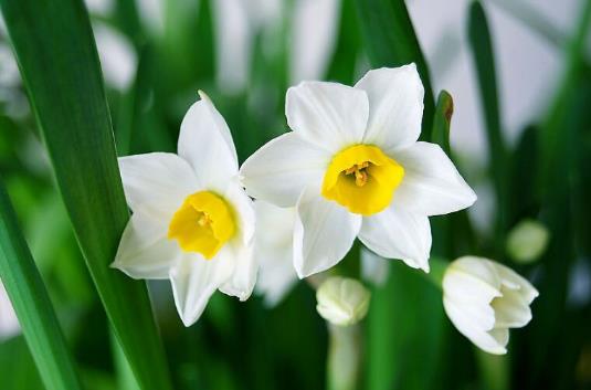 水仙花有毒吗 水仙花能放在卧室内吗-八福集