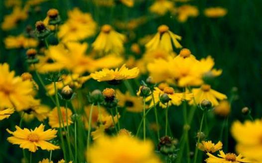 春季养花注意事项和花卉的春季管理-八福集