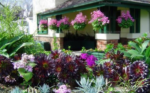 室内养花的技巧 居家室内适合养什么花-八福集