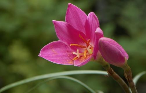 温度高,兰花“问题”多,叶子“干尖”怎么办,这5点要做