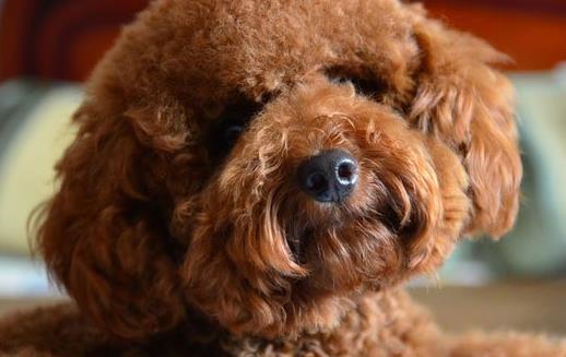 泰迪犬小巧可爱萌化内心 养泰迪必须具备的条件-八福集