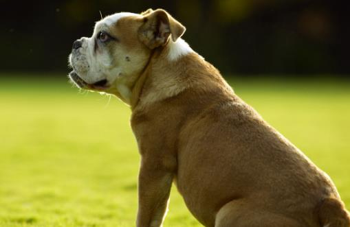 狗狗呕吐 狗狗呕吐腹泻治疗方法-八福集