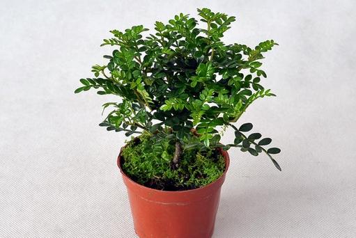 清香木可以放在室内养吗？-八福集