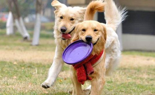 与狗狗互动交流感情的技巧 互动训练因犬制宜-八福集