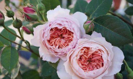 养花方法技巧大全 家庭养花的水肥光土四大要点总结-八福集