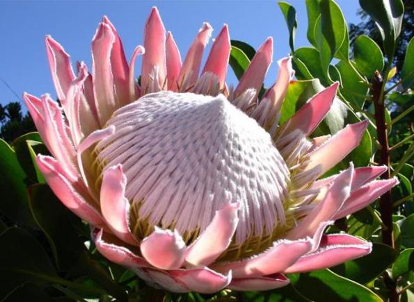 帝王花如何养殖?习性是什么?学会这几点帝王花养起来不难!