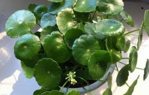 铜钱草可爱易养 家庭养花教你轻松养好铜钱草-八福集