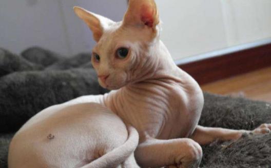 无毛猫不是真的无毛 不能让猫毛过敏者实现养猫愿望-八福集