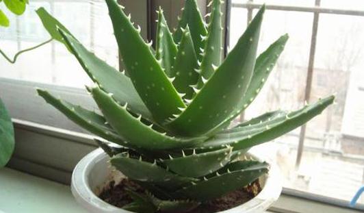 芦荟移植分株的方法-八福集