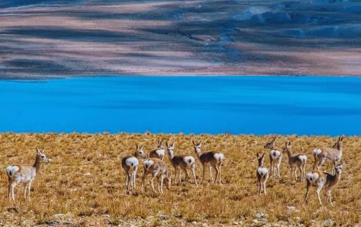 高山反应把美好行程变成噩梦 应对高山反应的方法-八福集