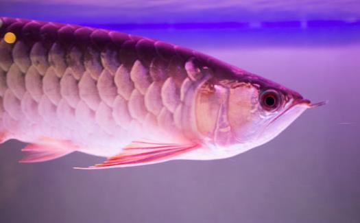 不同的观赏鱼有不同的意义 家养观赏鱼的饲养方法-八福集