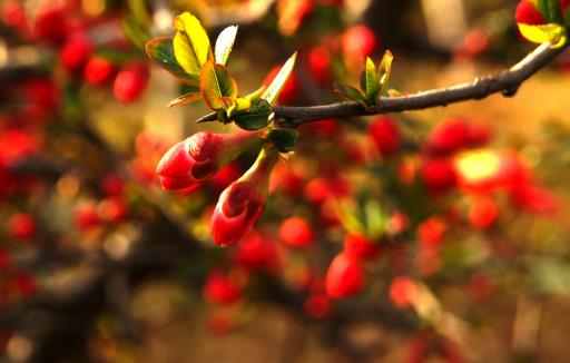 哪种花最好养?6种花,耐干旱、好养活,开花还美艳