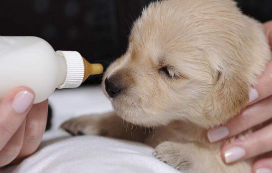 没断奶的小狗怎么照顾?仔犬饲养方法