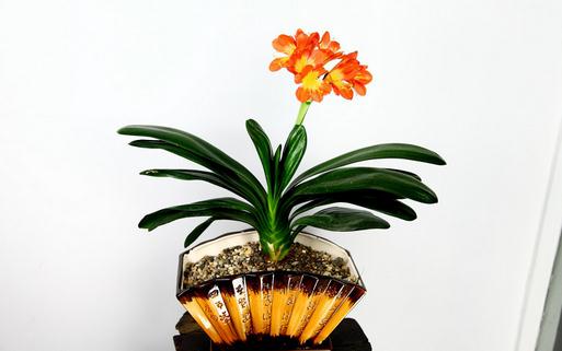 君子兰的移植方法和注意事项-八福集