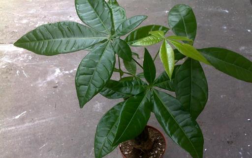 室内观叶植物种类多差异大 观叶植物的常见问题诊治-八福集