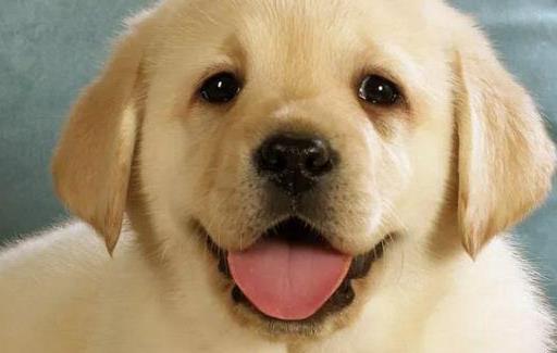 上班族照顾自己的狗狗宝贝妙招 上班族养狗知识汇总-八福集