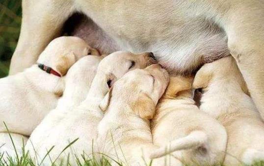 没断奶的小狗怎么照顾?仔犬饲养方法