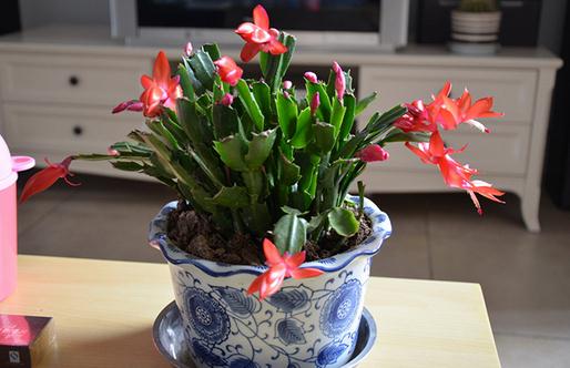 蟹爪兰什么时候浇水？蟹爪兰怎么养？-八福集