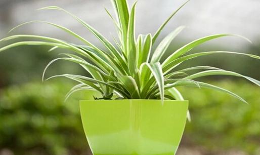 教你如何种植金心吊兰-八福集