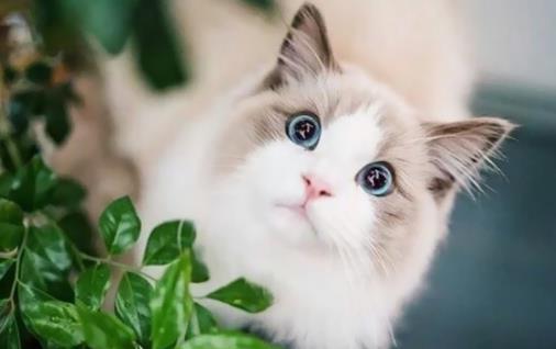 猫毛柔顺光滑代表健康 布偶猫对毛发好的饮食百科-八福集