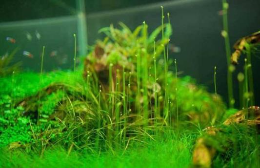 水草是什么?水草的种类和特征