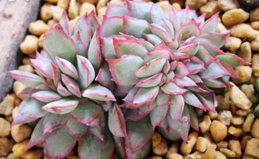 家庭养花：多肉黑腐潜伏期及防治方法-八福集