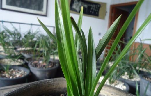 养兰花甚佳的基质 兰花爆盆枝叶蹭蹭长-八福集