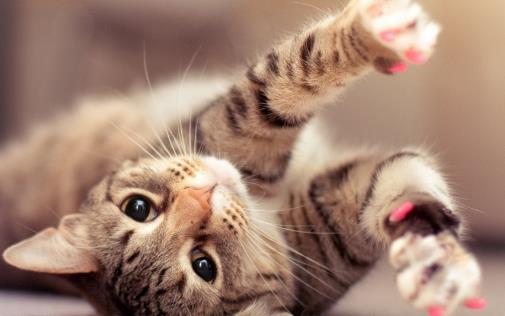 猫咪喜欢抓家具主人很苦恼 防止猫抓家具的方法介绍-八福集