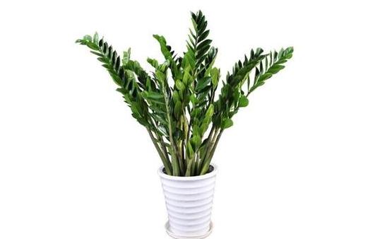 金钱树可以养在室内吗？-八福集