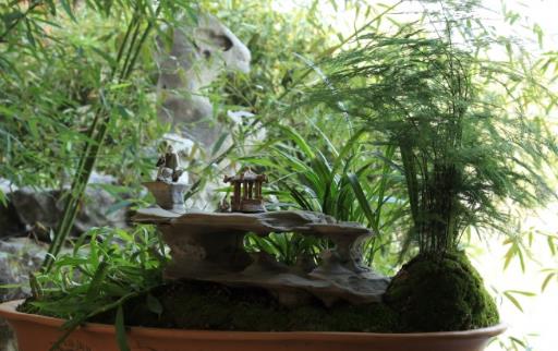 家庭养花 适合家庭养植的耐阴植物-八福集