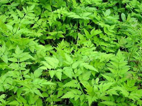 绿色植物吸收或降解土壤、地下水或大气中污染物-八福集