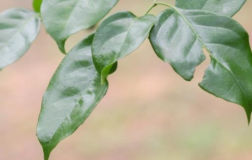 家庭养花:幸福树的冬季养护