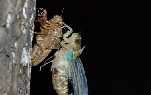 享用美味金蝉的同时 避免破坏生态环境的建议-八福集