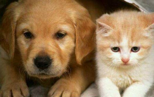 猫未必比狗聪明 猫表示智商测试跟我没关系-八福集
