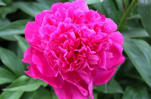 芍药花一年四季的养护方法 芍药花养护好花朵才能大-八福集