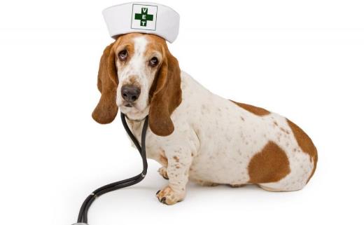 狗发生特殊情况受伤 狗的急救与护理常识