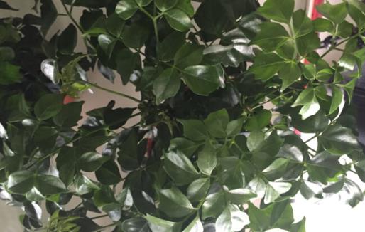 家庭养花:幸福树的冬季养护