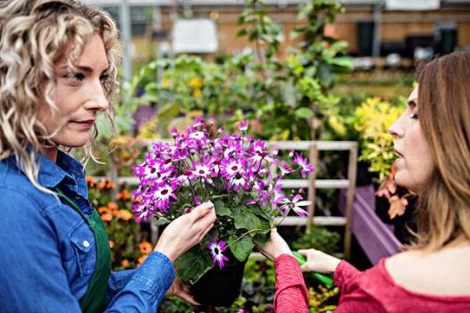 细数家庭花卉生长期和休眠期修剪最佳时间及方法-八福集