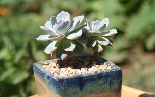 蓝石莲的浇水方法-八福集