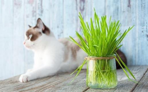 只知猫草能吐毛球可就落伍了 常见的猫咪食用植物-八福集
