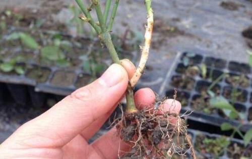 生根剂不用买,水里撒点它们,多蔫的枝条,插个根就能活