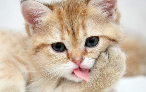 猫咪年算多大才算是长大成猫 猫咪日常喂养注意事项-八福集