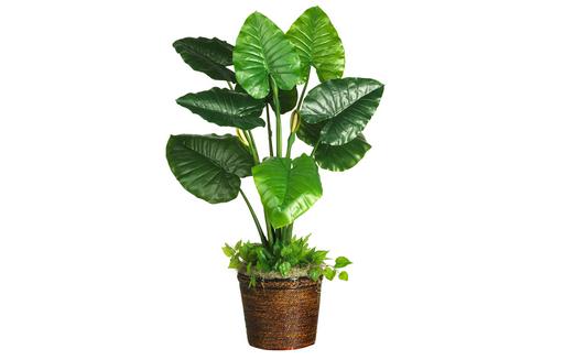 冬天如何种植滴水观音？-八福集