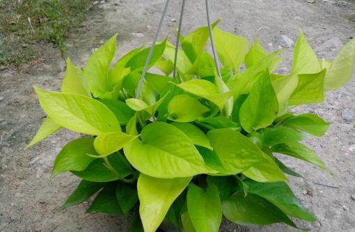 哪种花最好养?6种花,耐干旱、好养活,开花还美艳