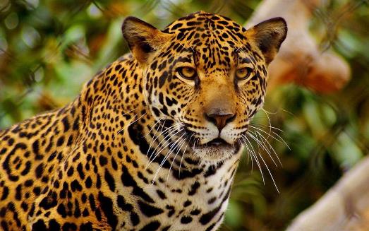 豹子小身躯有着大能量 关于豹子的冷知识