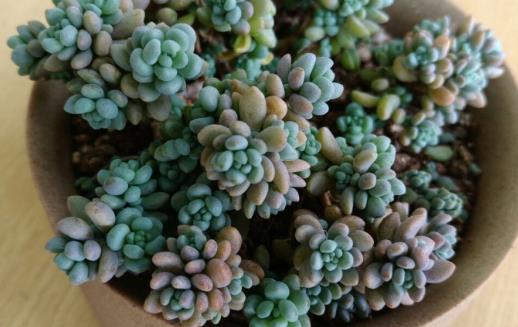 多肉十大美人系列  胖成球的最好看-八福集